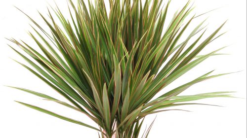 Dracena Çiçeği Bakımı