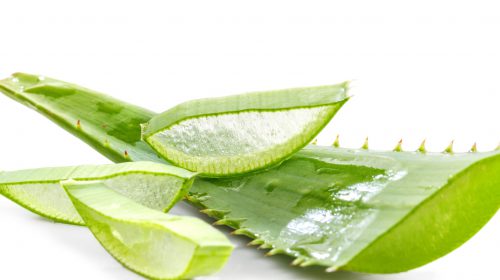 Aloe Vera Çiçeği Bakımı