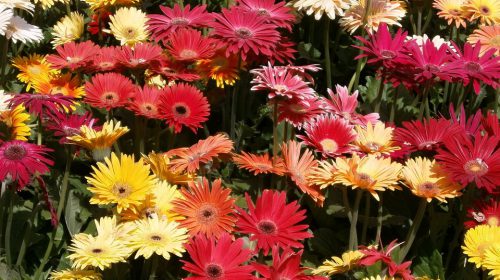 Gerbera Çiçeği Anlamı Nedir?