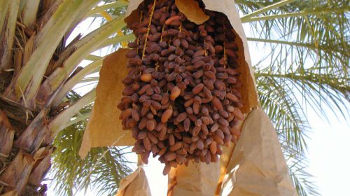 Hurma Ağacı Bakımı